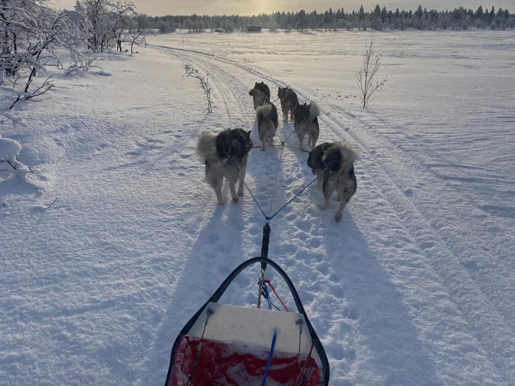 Visuel de l'activité cani-rando : randonnée avec 6 chiens dans la neige.
